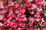 50 ROSE ROBE SAXIFRAGA Arendsii Mossy Rockfoil Evergreen Flower Seeds