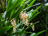 5 KAT GINGER Pink & Yellow Shell Alpinia Katsumadai Hayata Flower Herb Seeds