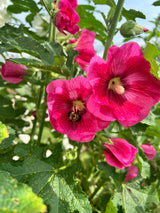 25 BRIGHT PINK HOLLYHOCK Alcea Rosea Flower Seeds Perennial