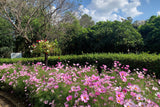 200 TALL PINK COSMOS Bipinnatus Flower Seeds