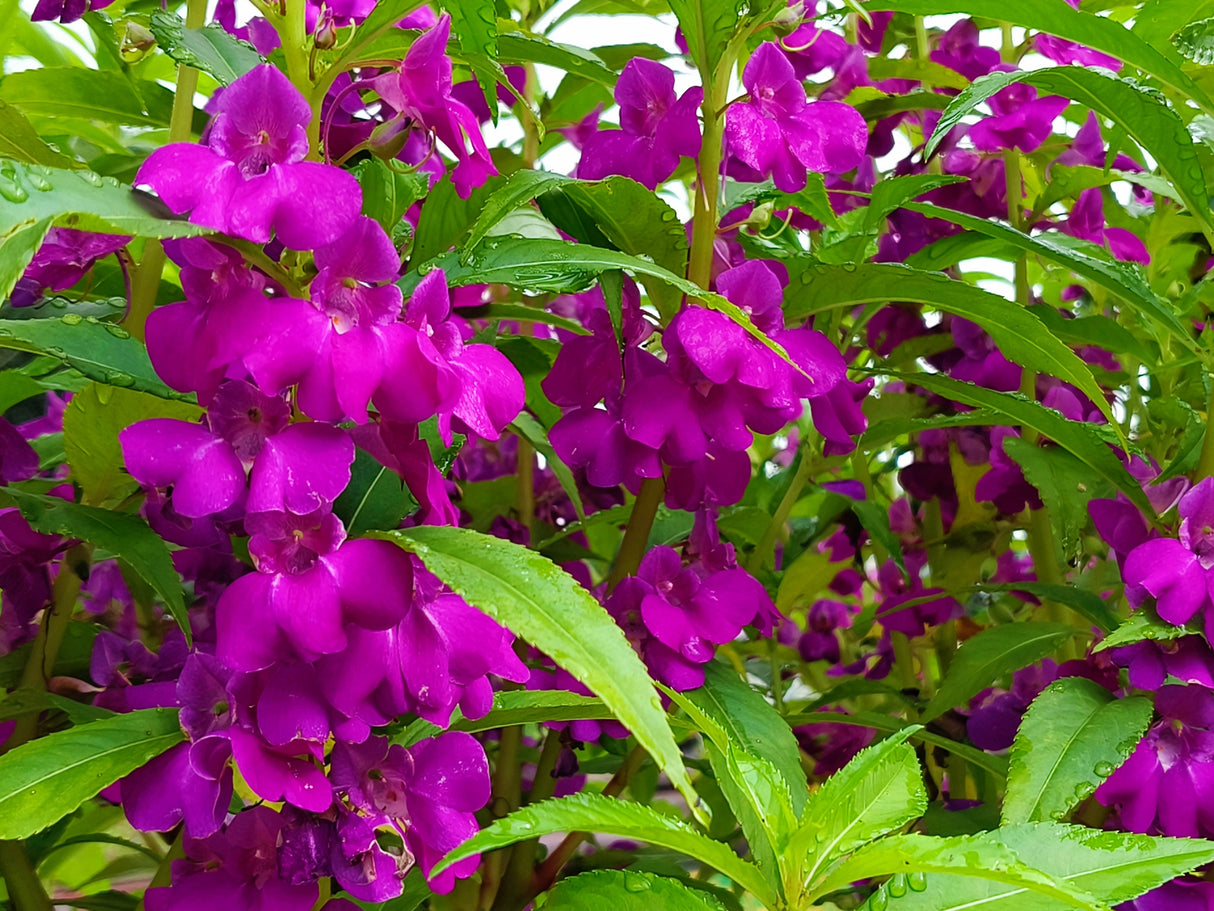 100 IMPATIENS (Balsam / Lady Slipper / Touch Me Not) Impatiens Balsamina Flower Seeds