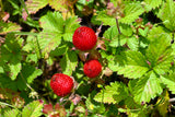 50 Red Indian TUTTIFRUTTI STRAWBERRY Duchesnea Indica Flower Berry Fruit Seed