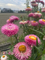 50 PINK DOUBLE STRAWFLOWER Helichrysum  Xerochrysum Bracteatum Flower Seeds