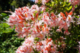 20 WESTERN AZALEA Pink White Yellow Shrub Flower Rhododendron Occidentale Seeds