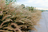 25 PURPLE FOUNTAIN GRASS Ornamental Pennisetum Setaceum Dark Burgundy Flower Seeds