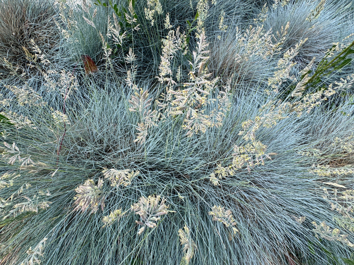 100 BLUE Sheeps FESCUE GRASS Festuca Ovina Glauca Cinerea Seeds