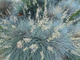 100 BLUE Sheeps FESCUE GRASS Festuca Ovina Glauca Cinerea Seeds