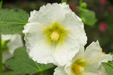 25 WHITE HOLLYHOCK Alcea Rosea Flower Seeds Perennial