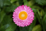 50 PINK DOUBLE STRAWFLOWER Helichrysum  Xerochrysum Bracteatum Flower Seeds