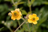 100 YELLOW AVENS Geum Aleppicum Moist Wetland Flower Seeds