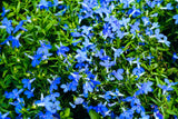 200 BLUE SAPPHIRE LOBELIA Erinus Trailing for Planters or Groundcover Flower Seeds