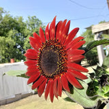 25 RED SUN SUNFLOWER Helianthus Annuus Flower Seeds