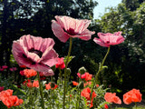 100 Princess Victoria Louise ORIENTAL POPPY Papaver Orientale Flower Seeds