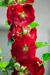 25 DARK RED HOLLYHOCK Alcea Rosea Flower Seeds Perennial