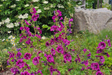 20 MAURITIAN MALVA Mallow Malva sylvestris var. mauritania Flower Seeds