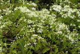 20 WHITE CLEMATIS Virginiana / Virgins Bower Flower Vine Seeds