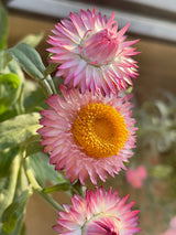 50 PINK DOUBLE STRAWFLOWER Helichrysum  Xerochrysum Bracteatum Flower Seeds