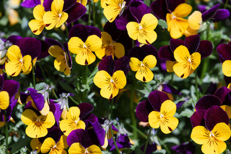 50 Dark JOHNNY JUMP UP Violet Viola Tricolor Flower Seeds