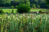 500 SOUTHPORT White Globe BUNCHING ONION Allium Cepa Vegetable Seeds