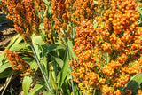 20 Syrup ROX ORANGE SORGHUM Waconia Sugar Cane Bicolor Vegetable Grain Seeds