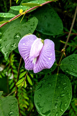 50 PURPLE PINKEYE COWPEA Southern Cow Pea Crowder Vigna Unguiculata Vegetable Legume Seeds