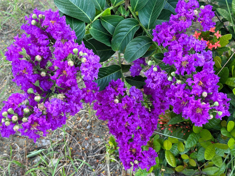 35 PURPLE CREPE MYRTLE Lagerstroemia Indica Flowering Shrub Bush Small Tree Seeds