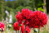 100 Red OASE PEONY POPPY Papaver Peoniflorum Double Flower Seeds