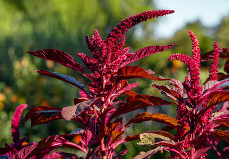 500 RED GARNET AMARANTH Amaranthus Tricolor Vegetable Flower Seeds