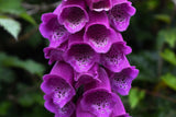 1000 PURPLE FOXGLOVE Digitalis Purpurea Flower Seeds