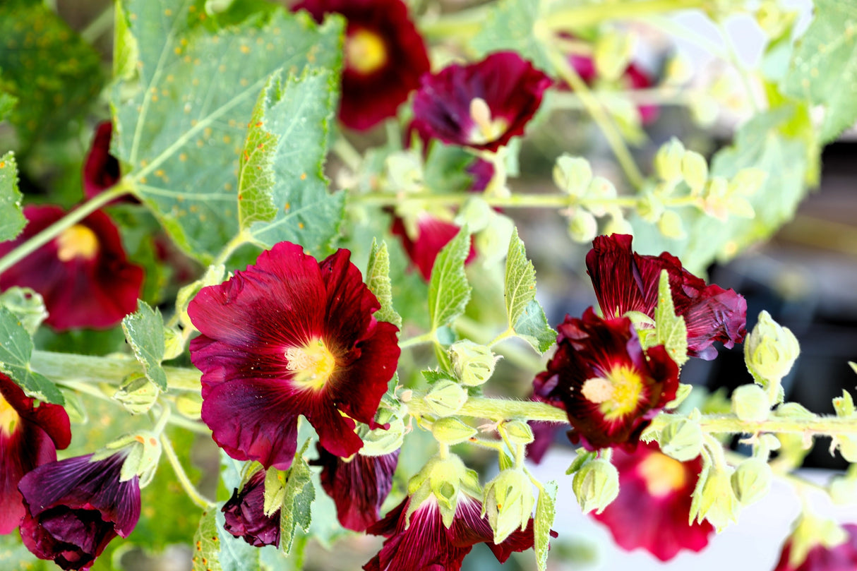 25 MAROON RED HOLLYHOCK Alcea Rosea Flower Seeds Perennial