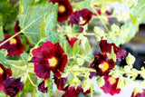 25 MAROON RED HOLLYHOCK Alcea Rosea Flower Seeds Perennial