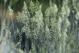 100 BLUE Sheeps FESCUE GRASS Festuca Ovina Glauca Cinerea Seeds