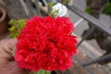 100 Giant Double RED PEONY POPPY Papaver Peoniflorum Flower Seeds