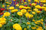 50 YELLOW DOUBLE STRAWFLOWER  Xerochrysum Bracteatum Helichrysum Flower Seeds