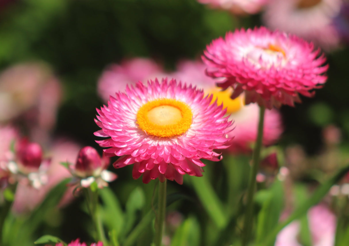 50 PINK DOUBLE STRAWFLOWER Helichrysum  Xerochrysum Bracteatum Flower Seeds