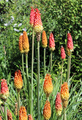 50 TORCH LILY Red Hot Poker / Tritoma / Kniphofia Uvaria Flower Seeds