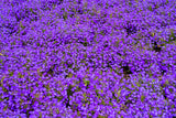 200 Lavender & White MRS CLIBRAN LOBELIA Erinus Flower Seeds