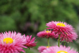50 PINK DOUBLE STRAWFLOWER Helichrysum  Xerochrysum Bracteatum Flower Seeds