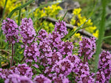 100 MOTHER OF THYME aka Lemon Broadleaved Large Thyme Thymus Pulegioides Herb Pink Flower Seeds