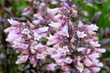 500 CALICO BEARDTONGUE (Smooth Beardtongue / Eastern Beardtongue) Penstemon Calycosus Flower Seeds