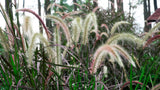 25 PURPLE FOUNTAIN GRASS Ornamental Pennisetum Setaceum Dark Burgundy Flower Seeds