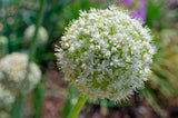 400 Texas EARLY GRANO ONION Large Sweet Yellow Allium Cepa Vegetable Seeds