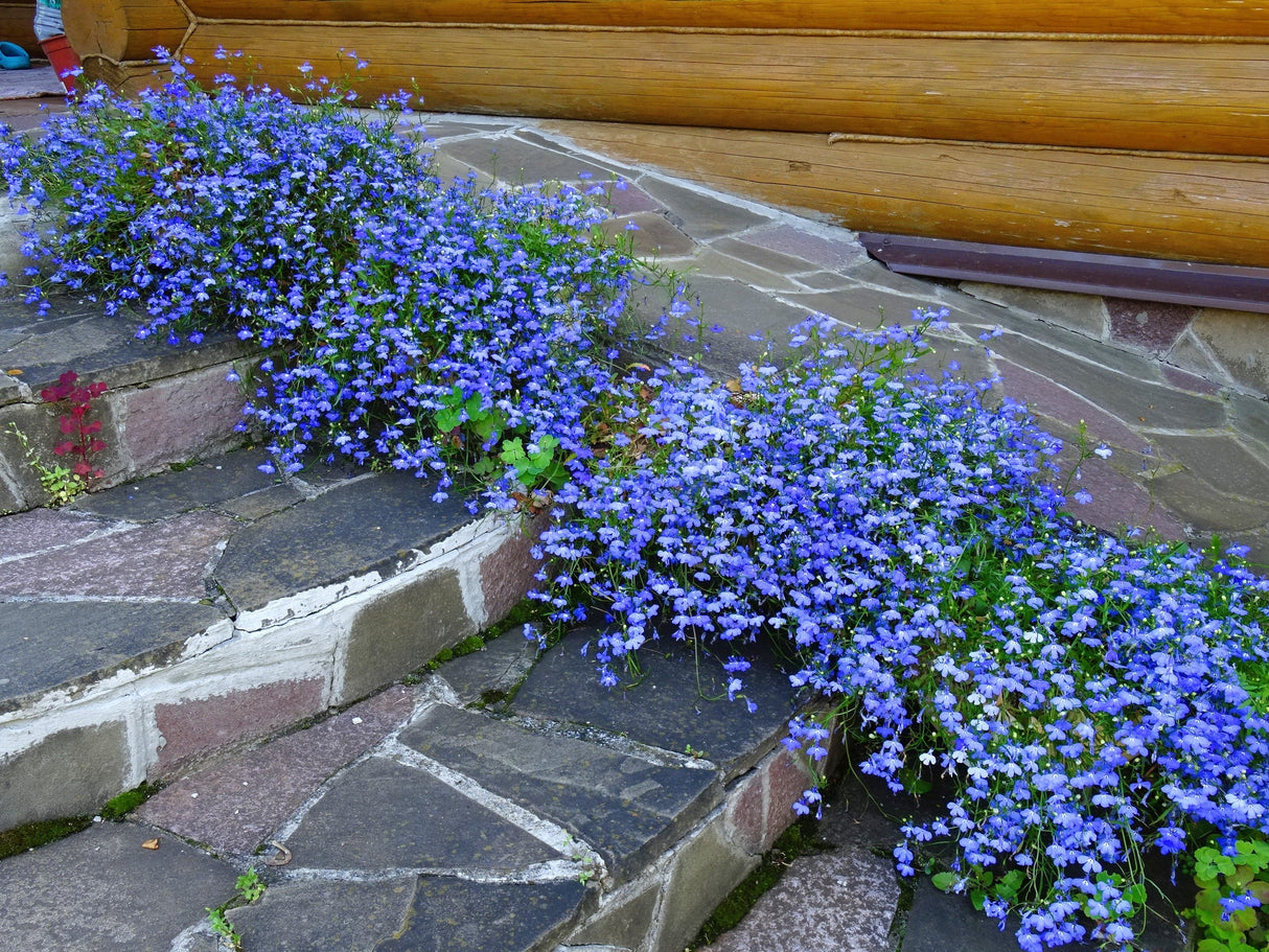 200 CAMBRIDGE BLUE LOBELIA Regatta Erinus Trailing Flower Seeds