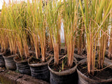 100 Long Grain BROWN WHITE RICE Oryza Sativa Vegetable Seeds