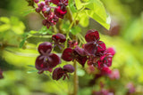 15 CHOCOLATE VINE Edible Fruit Akebia Trifoliata Flower Ornamental Climber Seeds