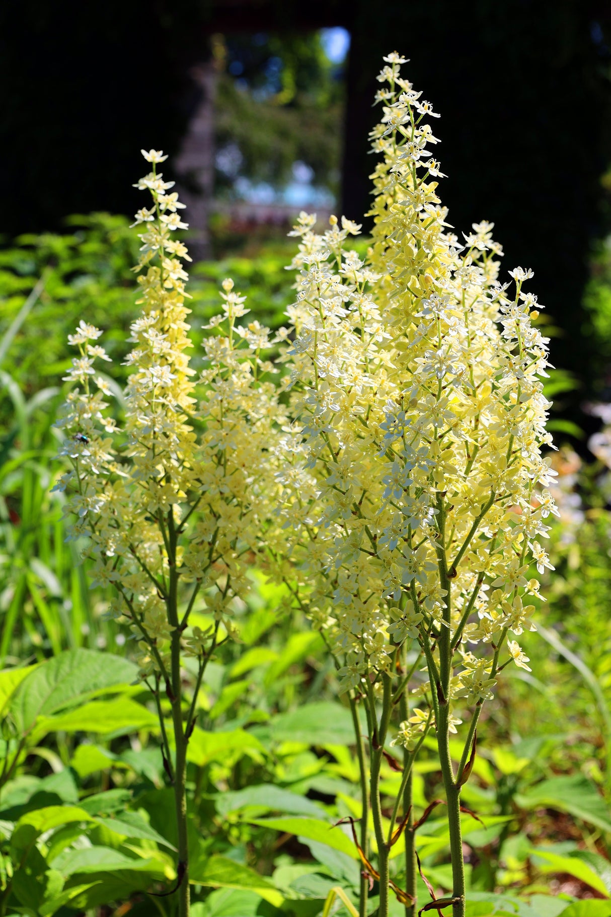 100 VIRGINIA BUNCHFLOWER LILY (White Hellebore / Corn Lily) Melanthium Virginicum Veratrum Flower Seeds