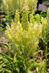 100 VIRGINIA BUNCHFLOWER LILY (White Hellebore / Corn Lily) Melanthium Virginicum Veratrum Flower Seeds
