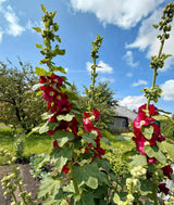 25 MAROON RED HOLLYHOCK Alcea Rosea Flower Seeds Perennial