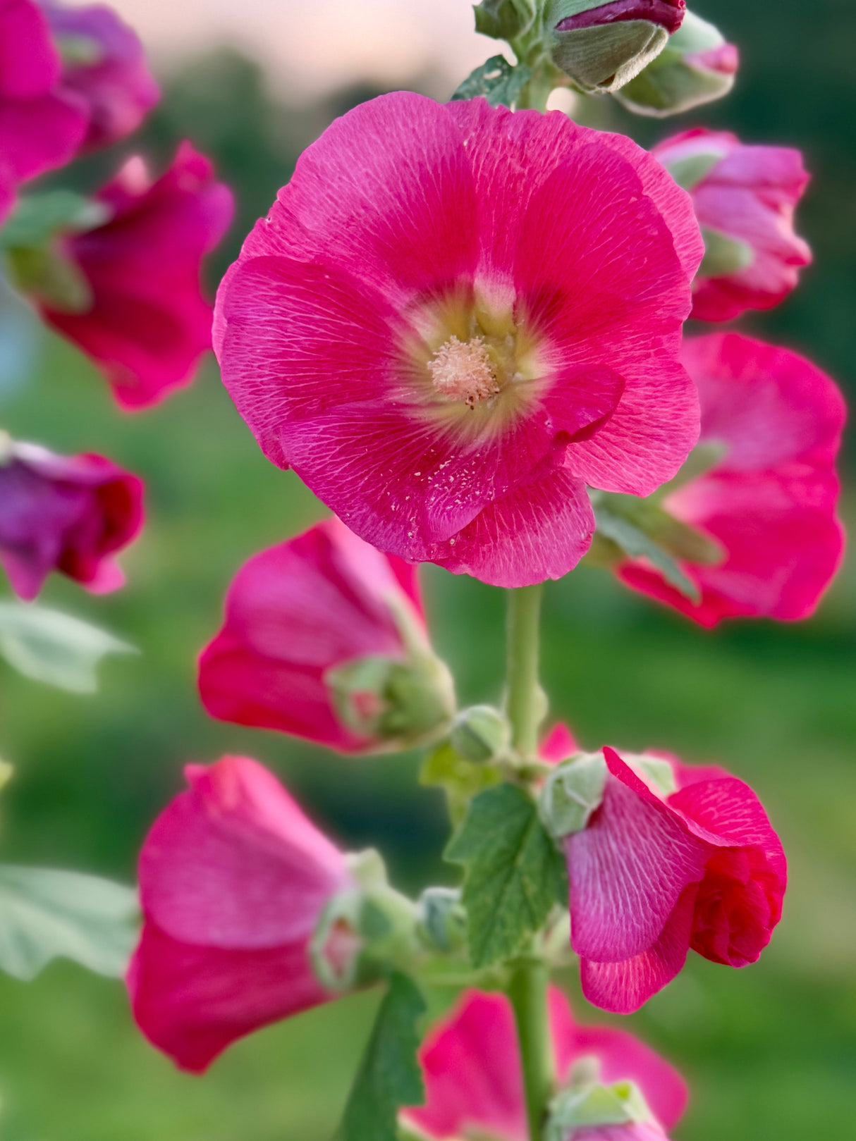 25 BRIGHT PINK HOLLYHOCK Alcea Rosea Flower Seeds Perennial