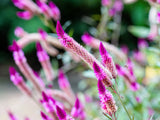 100 FLAMINGO FEATHER Wheat CELOSIA Spicata Pink & White Flower Seeds